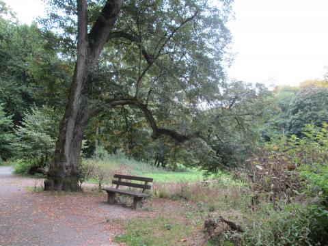 The ideal bench in the ideal woods